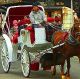 War Declared Between Pedicabs And Horse Carriages